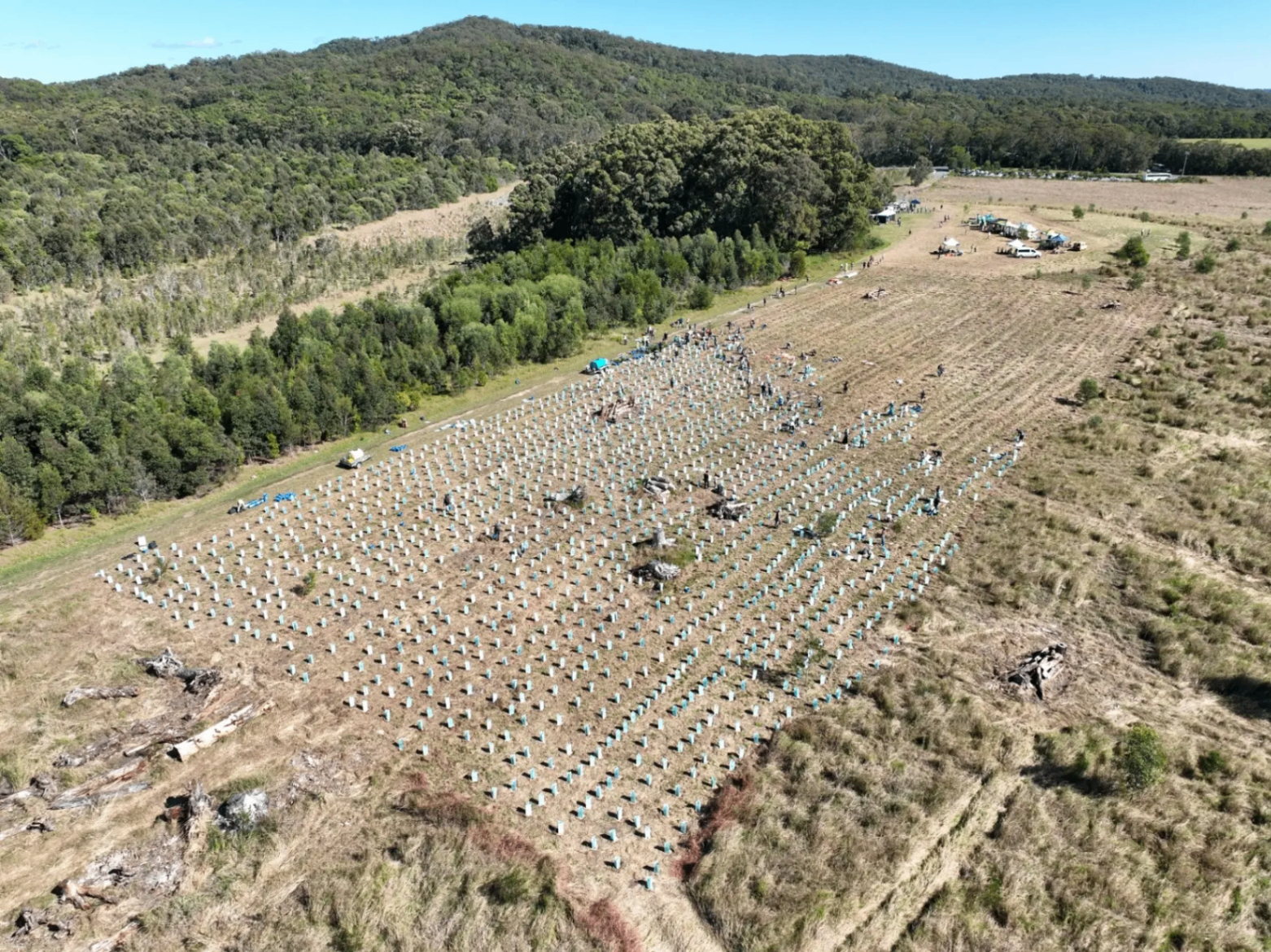 Aerial view of a reforestation site with rows of newly planted native seedlings